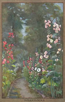 Blumen und Gärten