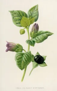 Botanisch Drucke: Pflanzen / Atropa belladonna
