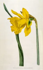 Blumen / Narzissen Groß