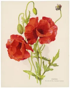 Pflanzen / Poppies Rhoeads
