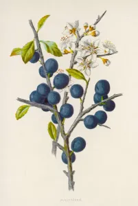 Pflanzen / Prunus communis