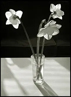 Delicate Spring Blooms Drucke: Flowers on table daffodils