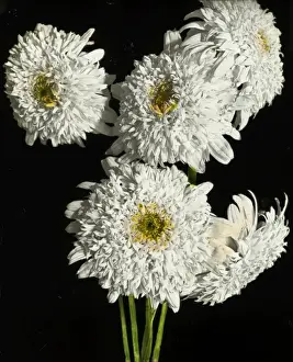 Antique Floral Prints Online Drucke: Flowers - White Pyrethrum