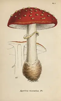 Fliegen-Knollenpilz, Agaricus muscarius