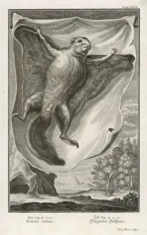 Flying Squirrel