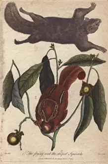 Ebenezer Sibly Artwork Drucke: Flying squirrel and striped squirrel, Glaucomys