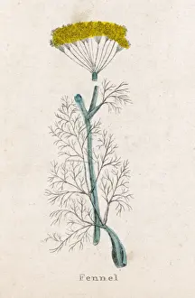 Foeniculum Vulgare Drucke: Foeniculum Vulgare