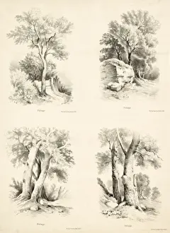 Tree Leaf Identification Drucke: Foliage