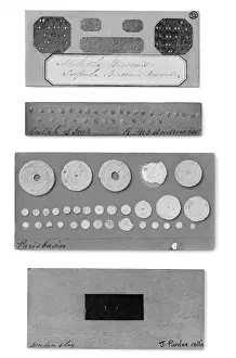 Foraminifera