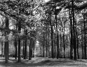 Gloucestershire England Drucke: Forest of Dean