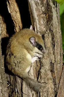 Waldschläfer Drucke: Forest dormouse