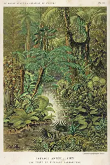 Geologisch Drucke: Wald unendlich alt