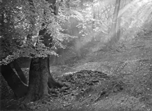 Atmospheric Forest Scene Drucke: Forest Sunlight