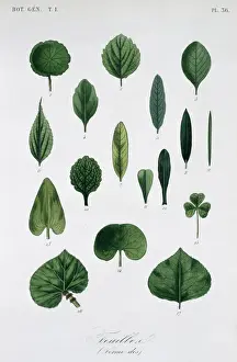 Flowering Plant Illustration Drucke: Forme Des Feuilles
