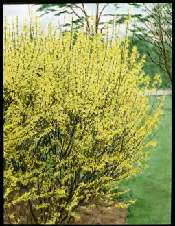 Oleaceae Family Drucke: Forsythia Intermedia
