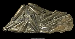 Drucke von Bemmlinenfeldschlacht, dichte Ansammlung von Bemliniten bedeckt ein 22-cm-breites Schichtstück aus Jurasischem Sandstein aus Yorkshire im Vereinigten Königreich Paul Taylor Drucke: Fossile Belemnitiden