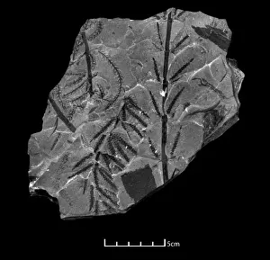 Carboniferous Period Fossils Drucke: Fossil branches of Calamites
