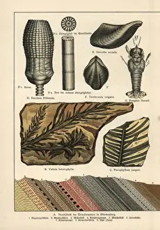 Gotthilf Heinrich Von Schubert Artwork Drucke: Fossil conifer trees, shells and lobster