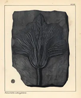 Jurassic Era Fossils Drucke: Fossil of Pentacrinites subangularis, extinct