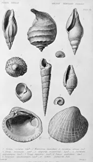 Marine Invertebrate Fossils Drucke: Fossil shells of the Eocene Tertiary Period