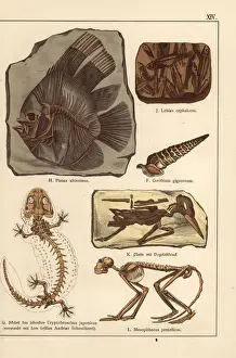 Extinct Bird Species Drucke: Fossil skeletons of fish, shell, bird and monkey