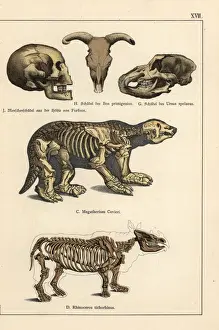 Ancient Animal Remains Drucke: Fossil skulls and skeletons