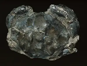 Eocene Era Fossils Drucke: Fossilised Eocene crab