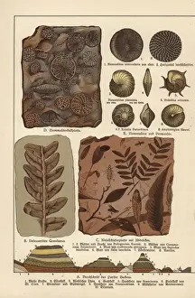 Gotthilf Heinrich Von Schubert Artwork Drucke: Fossils of algae, plants, insects and protozoa