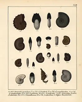Fossil Ammonites Drucke: Fossils of extinct ammonites