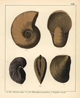 Reste der ausgestorbenen Cephalopoden