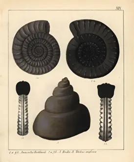 Extinct Ammonites Drucke: Fossils of extinct cephalopods