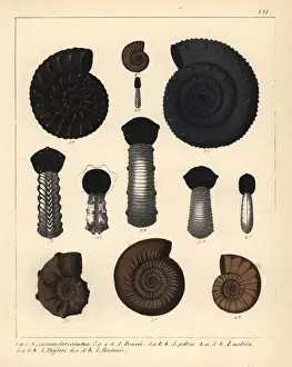 Handcolored Lithograph Art Drucke: Fossils of extinct encephalopod ammonites