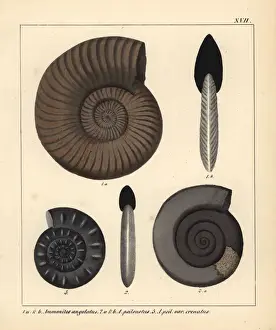 Extinct Ammonites Drucke: Fossils of extinct encephalopods