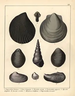 Extinct Sea Creatures Drucke: Fossils of extinct mollusks
