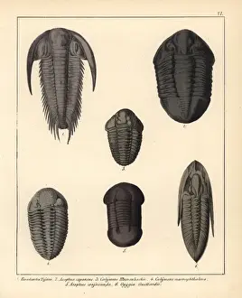 Reste von ausgestorbenen Trilobiten