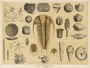 Fossilien aus der Paläozoikumzeit