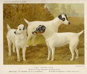 Fox Terrier Breed Drucke: Fox Terriers (Shaw)