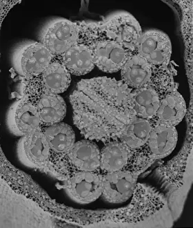 Plant Reproduction Biology Drucke: Fractured anther