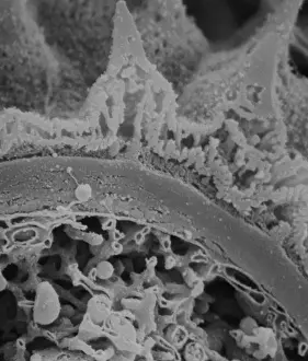 Scanning Electron Microscope Photos Drucke: Fractured pollen grain