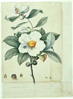 Botanisch Drucke: Franklinia alatamaha, franklinia