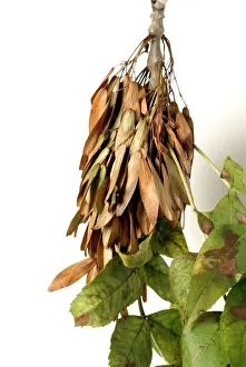 Dicotyledonous Plant Drucke: Fraxinus excelsior, ash tree
