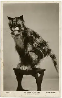 Vintage Pantomime Images Drucke: Fred Whittaker in pantomime