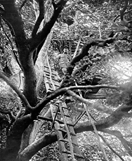 WWI Western Front Images Drucke: A French observation post mounted up a tree