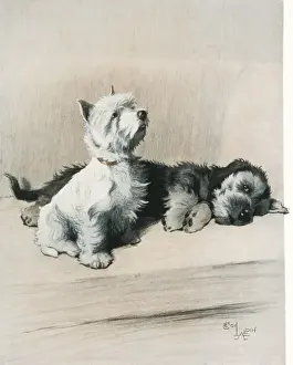 Drucke von Illumination mit dem Titel Zwei Freunde von Cecil Aldin zeigt zwei kleine Hunde, eines ein Schottischer Terrier-West Highlands zusammen auf einem Stuhl Hochland Drucke: Die beiden Freunde / Aldin