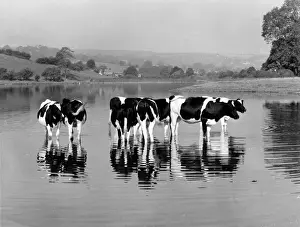 See Drucke: Friesische Kühe am Rydal Water im Distrikt des Lake District in der Grafschaft Cumbria