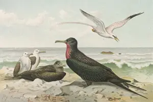 Drucke von Ein rochästiger Mitglied der Familie FREGATIDAE : bekannt als Sohn des Sonnen und auch als Mann-vom-Kriegsvogel Fregattvögel Drucke: Segelvogel