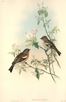 Fringillenvogel Chaffinch