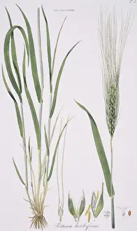 Botanical Illustrations Drucke: Friticum hordeiforme, wheat
