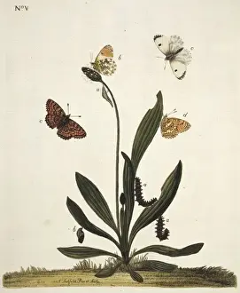 Brush Footed Butterfly Image Drucke: Fritillary butterflies