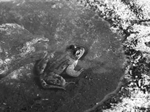 Reptiles And Amphibians Images Drucke: FROG BATH